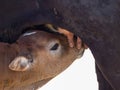 Close up shot of a brown calf (Bos taurus) drinking milk from its mother