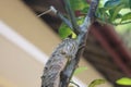 close up shot of a brown color female lizard lying on the stem of a small plant in the morning with a greenish background