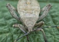 Close up shot of brown Coreid leaf footed bug Royalty Free Stock Photo