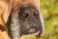 Old dogs nose up close Royalty Free Stock Photo