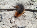 Close-up shot of the brown, furry caterpillar of the garden tiger moth Arctia caja crawling on a ground in sunlight Royalty Free Stock Photo