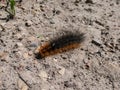 Close-up shot of the brown, furry caterpillar of the garden tiger moth Arctia caja crawling on a ground in sunlight Royalty Free Stock Photo