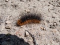 Close-up shot of the brown, furry caterpillar of the garden tiger moth Arctia caja crawling on a ground in sunlight Royalty Free Stock Photo