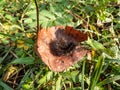 Close-up shot of the brown, furry caterpillar of the garden tiger moth Arctia caja on dry leaf in green grass on the ground in Royalty Free Stock Photo