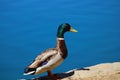 A close up shot of a brown, green, yellow and purple mallard duck standing on the banks of the lake at Kenneth Hahn Park