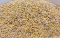 close up shot of brown raw rice texture . Royalty Free Stock Photo