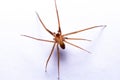 Close-up of a Recluse, brown, or violin spider. Loxoceles perched on a white surface