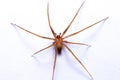 Close-up of a Recluse, brown, or violin spider. Loxoceles perched on a white surface Royalty Free Stock Photo