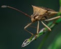 A brown shield bug resting on a tip of a green grass. Close up macro shot. Royalty Free Stock Photo