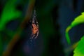 Close-up shot of a brown spider on its cobweb Royalty Free Stock Photo