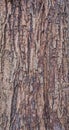 Close up shot of brown tree bark Texture. Royalty Free Stock Photo