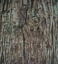 Close up shot of brown tree bark Texture. Royalty Free Stock Photo
