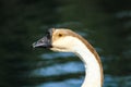 A close up shot of a brown and white goose with a black beak standing on the banks of the lake Royalty Free Stock Photo