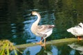 A close up shot of a brown and white goose with a black beak standing on the banks of the lake Royalty Free Stock Photo