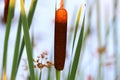 Bulrush reed Royalty Free Stock Photo
