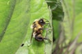 Close up shot of bumble bee on a leaf