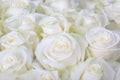 Close-up shot of white roses