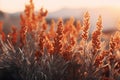 A close-up shot of a bunch of flowers in a field. Perfect for nature or gardening-related projects