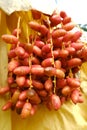 Close-up shot of a bunch of fresh red dates palm. Royalty Free Stock Photo