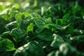Close-up shot of a bunch of fresh spinach leaves Royalty Free Stock Photo