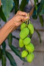 A close-up shot of a bunch of mango that still has green skin, holding it by hand.