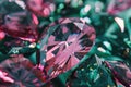 A close-up shot of a bunch of pink diamonds Royalty Free Stock Photo