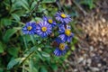 Close-up shot of a bunch of purple Astra chamomile (Aster amellus) in a garden