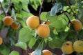 Close up shot of a bunch of ripe apricots on a branch of an apricot tree in a garden Royalty Free Stock Photo
