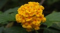 Close up shot of a bunch of tiny yellow color flowers in the natural background