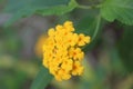 Close up shot of a bunch of tiny yellow color flowers in the natural background