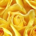 A close up shot of a bunch of yellow roses, suitable for various design projects Royalty Free Stock Photo
