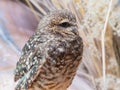 Close up shot of Burrowing owl