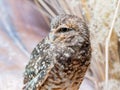 Close up shot of Burrowing owl