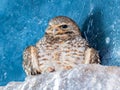 Close up shot of Burrowing owl