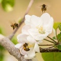 Close-up shot of busy bumblebees hovering around a white apple blossom Royalty Free Stock Photo