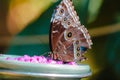 Close up shot of a butterfly eating from a feeder