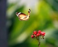 Close-up shot of a butterfly flying by a red flower in a bur Royalty Free Stock Photo