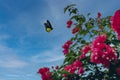 Close up shot of butterfly flying to pink bushes flowers with blue sky background Royalty Free Stock Photo