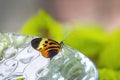 Small Butterfly on a glass plate