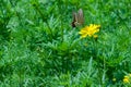 Close up shot of a butterfly sitting on a yellow flower in a green field Royalty Free Stock Photo