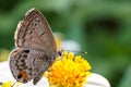 Butterfly sucking nectar on flower Royalty Free Stock Photo