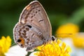 Butterfly sucking nectar on flower Royalty Free Stock Photo