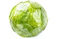 Close-up shot of a cabbage head on a white background Royalty Free Stock Photo