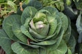 close up shot of a cabbage in the organic garden