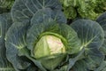 close up shot of a cabbage in the organic garden