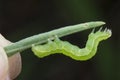 Close up shot of cabbage semilooper thysanoplusia orichalcea noctuidae caterpillar Royalty Free Stock Photo