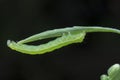 Close up shot of cabbage semilooper thysanoplusia orichalcea noctuidae caterpillar Royalty Free Stock Photo