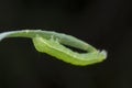 Close up shot of cabbage semilooper thysanoplusia orichalcea noctuidae caterpillar Royalty Free Stock Photo