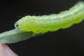 Close up shot of cabbage semilooper thysanoplusia orichalcea noctuidae caterpillar Royalty Free Stock Photo