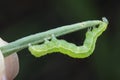 Close up shot of cabbage semilooper thysanoplusia orichalcea noctuidae caterpillar Royalty Free Stock Photo